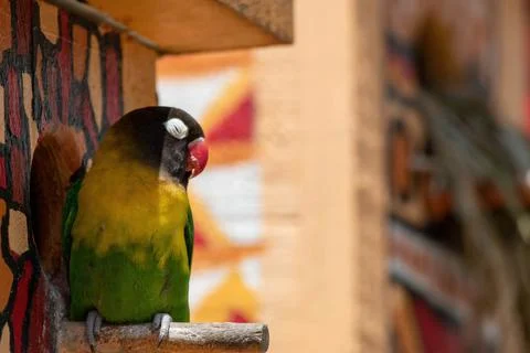 Lovebird Stock Photos