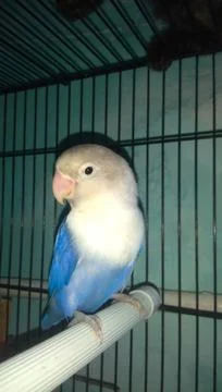 Lovebird Foto stock