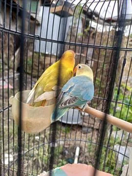 Lovebird Stock Photos