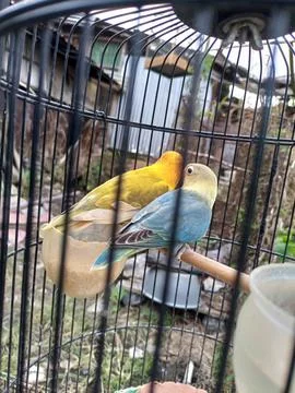 Lovebird Stock Photos