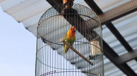 The lovebird Stock Photos