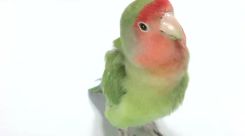Lovebird reactions Stock Footage 34223163