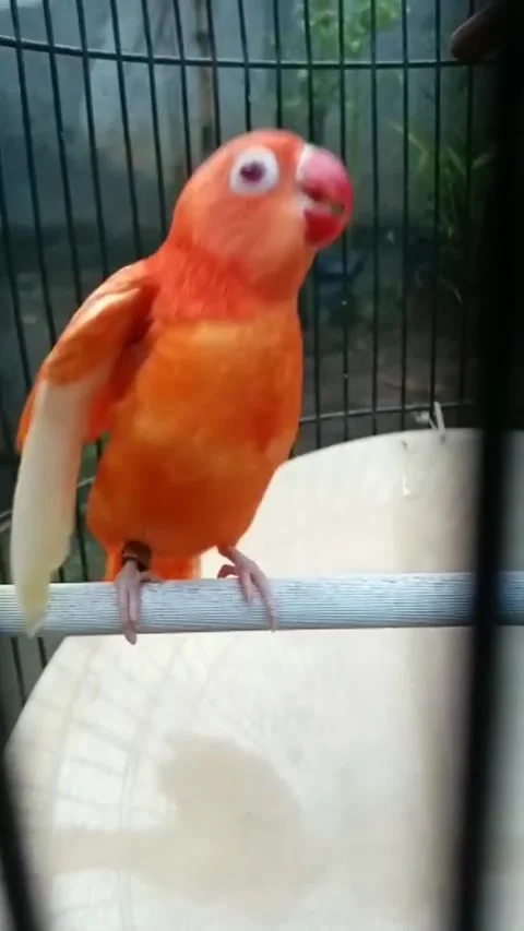 LOVEBIRD RED VIOLIN Video stock 215456756