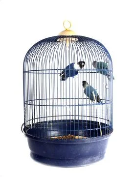 Lovebird in studio Stock Photos