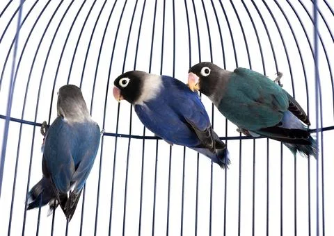 Lovebird in studio Stock Photos