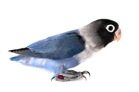 Lovebird in studio Stock Photos