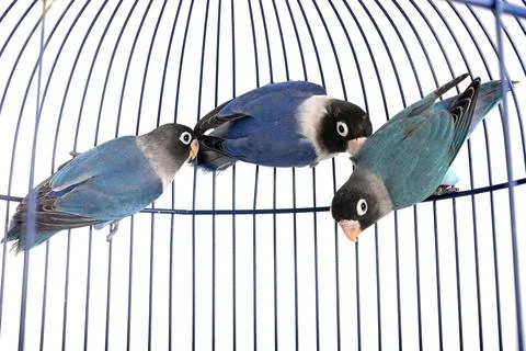 Lovebird in studio 스톡 사진