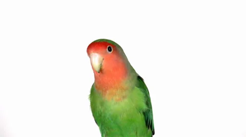 Lovebird on white background Stock Footage 37992103