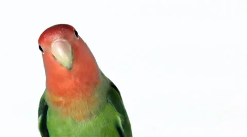 Lovebird on white background Vídeo Stock 38051393