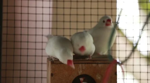 Lovebirds in a cage. Video stock 65466549