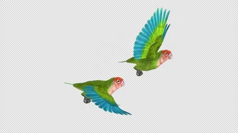 Lovebirds Couple Rosy Faced Flying Stock Video Pond5