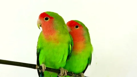 Lovebirds isolated on a white background, studio shot Video stock 80593653