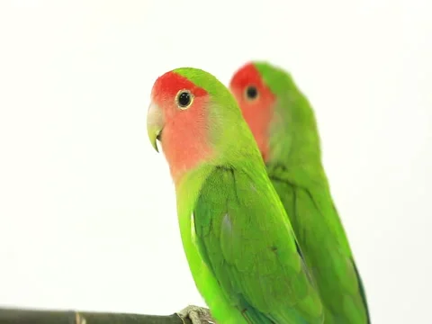 Lovebirds isolated on a white background, studio shot 動画素材 80593978