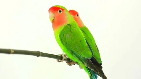 Lovebirds isolated on a white background, studio shot.  natural audio sound 動画素材 80594358