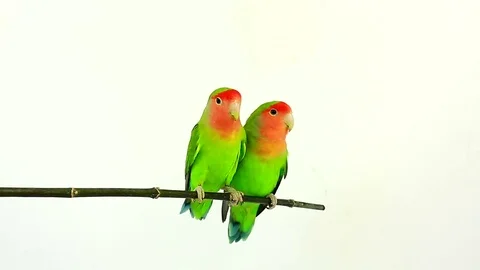 Lovebirds isolated on a white background, studio shot. natural audio sound Stock Footage