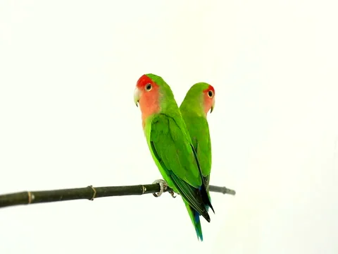 Lovebirds isolated on a white background, studio shot.  natural audio sound 動画素材 80594535