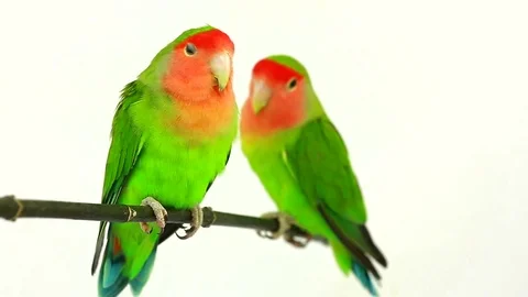 Lovebirds isolated on a white background, studio shot.  natural audio sound 動画素材 80594611