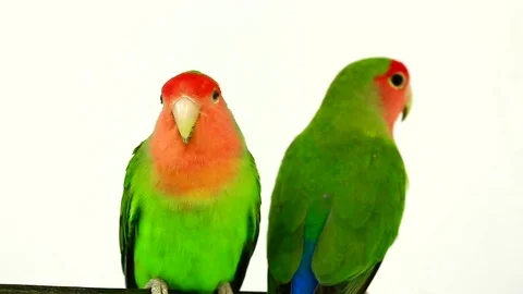 Lovebirds isolated on a white background, studio shot.  natural audio sound 動画素材 80594623