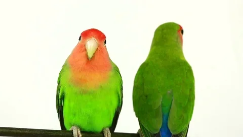 Lovebirds isolated on a white background, studio shot.  natural audio sound 動画素材 80594776