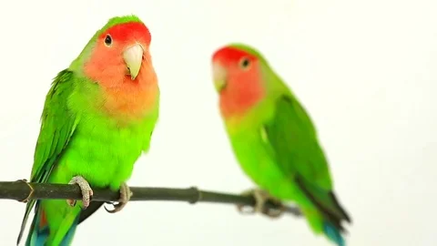 Lovebirds isolated on a white background, studio shot.  natural audio sound 動画素材 80594812