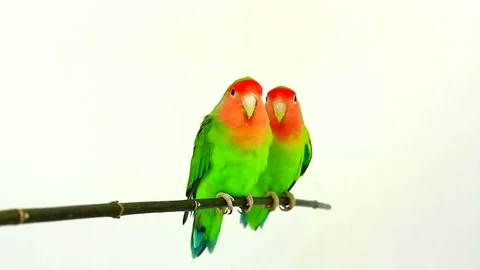 Lovebirds isolated on a white background, studio shot.  natural audio sound 動画素材 80594818