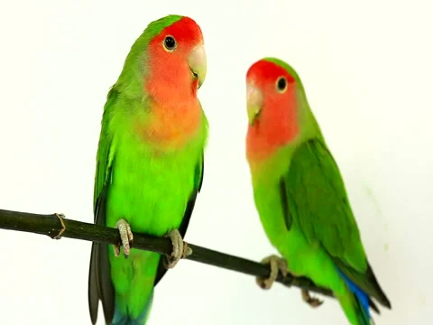 Lovebirds isolated on a white background, studio shot.  natural audio sound 動画素材 80594871