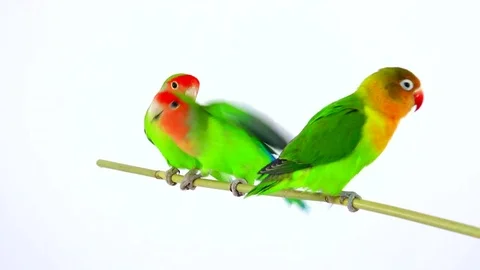 Lovebirds isolated on a white background, studio shot 動画素材 80859511