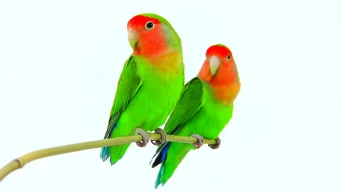 Lovebirds isolated on a white background, studio shot Video stock 80860778