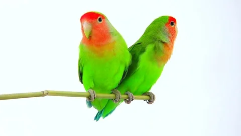 Lovebirds isolated on a white background, studio shot Video stock 80860947