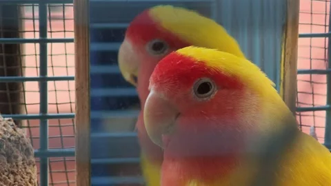 Lovebirds looking in the mirror inside cage Vidéo 312011371