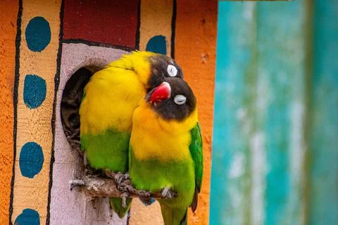Lovebirds Stockfoto's