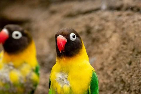 Lovebirds Stock Photos