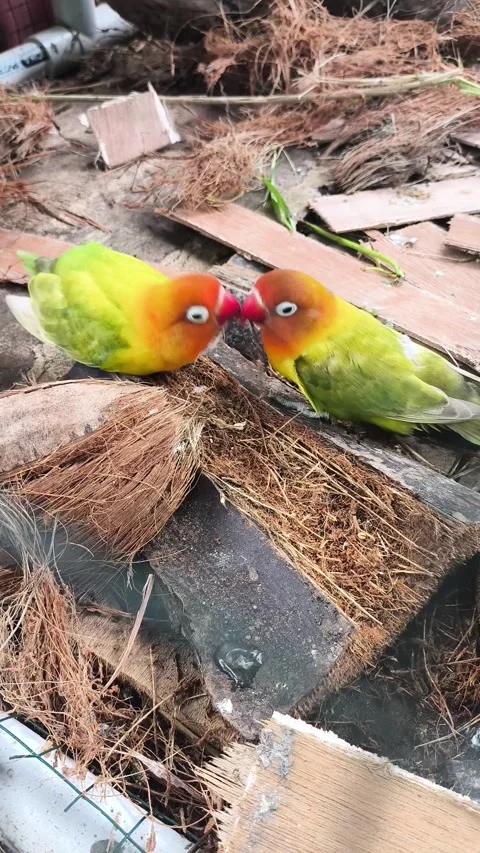 Lovebirds playing with nesting material Stock Footage 346630349