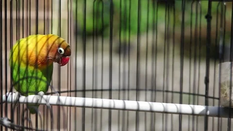 A lovebirds is sunbathing in a cage Stock Footage 160997466
