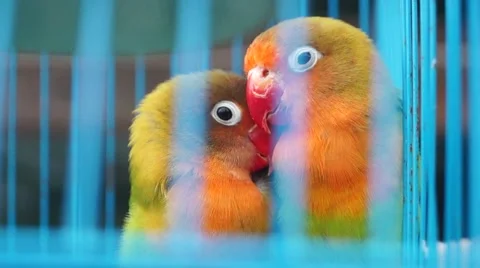 Lovebirds, was shut in a cage, but they are very affectionate Stock Footage 47969953