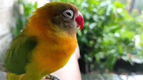 Lovebirds will fall asleep when it's raining Stock Footage 210060150