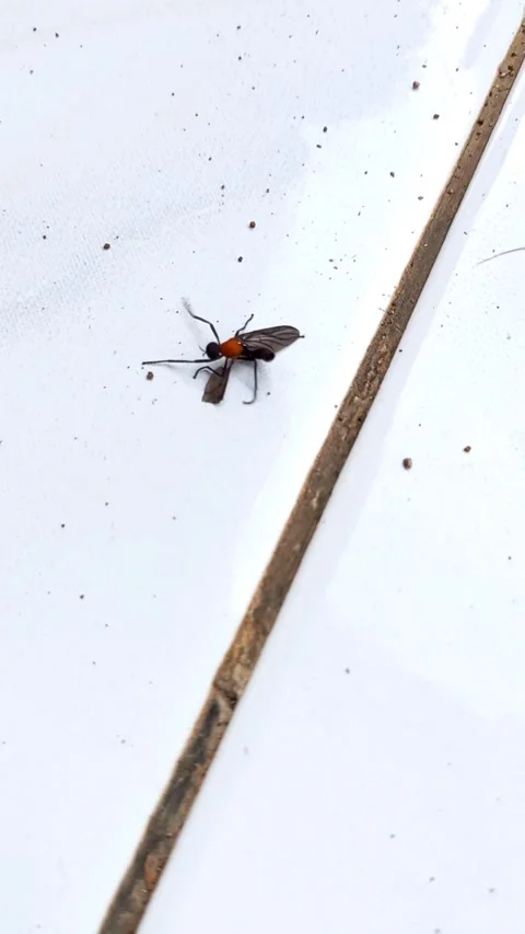 Lovebug Displaying Strange Rotational Behavior Indoors Stock Footage 321931446