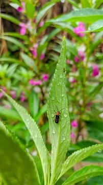 Lovebug insect showcasing its fascinating habits and lifecycle Stock Photos