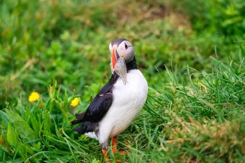 Lovely Atlantic Puffin bird or Fratercula Arctica with sand eel in beak stand Stock Photos