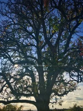 Lovely autumn tree Stock Photos