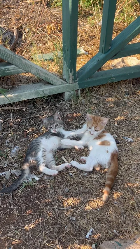 Lovely baby kittens playing together outdoors Stock Footage 337123749