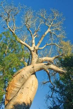 The lovely baobab Stock Photos