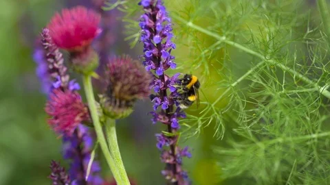Lovely Bee Feeding on Beautiful Flower Macro Video Slow Motion 4K UHD Stock Footage