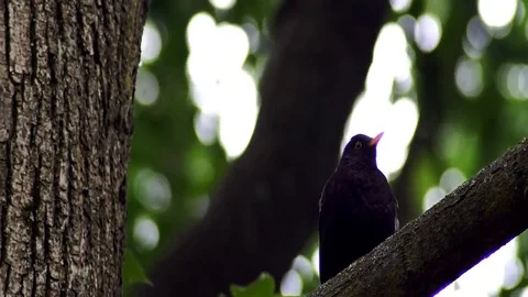 Lovely black bird is singing while sitting on the branch Stock Footage 90175279