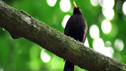 Lovely black bird is singing while sitting on the branch Stock Footage 90175282