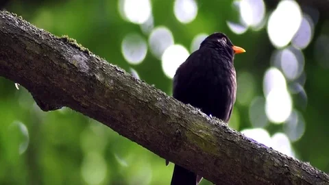 Lovely black bird is singing while sitting on the branch Stock Footage 90175283