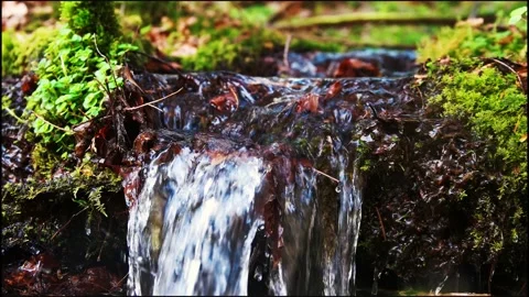 Lovely black forest water stream Stock Footage 131481335