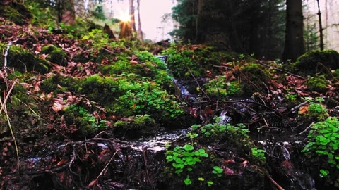 Lovely black forest water stream Stock Footage 132419669