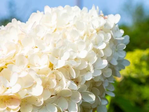 Lovely blooming white big hydrangea, floral background Foto stock