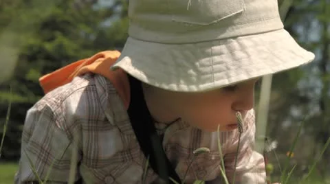 Lovely boy with persistence blowing dandelion on the meadow. Stock Footage 8837391